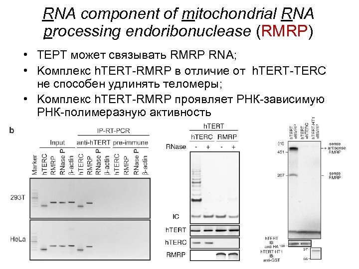 RNA component of mitochondrial RNA processing endoribonuclease (RMRP) • ТЕРТ может связывать RMRP RNA;