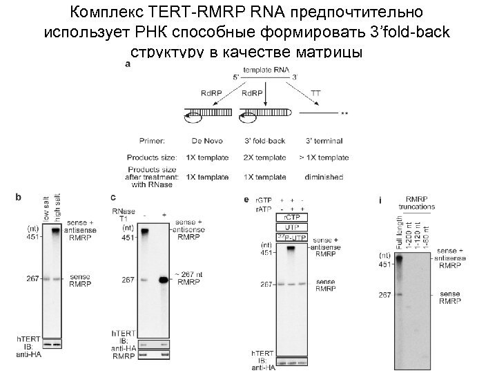 Комплекс ТЕRТ-RMRP RNА предпочтительно использует РНК способные формировать 3’fold-back структуру в качестве матрицы 