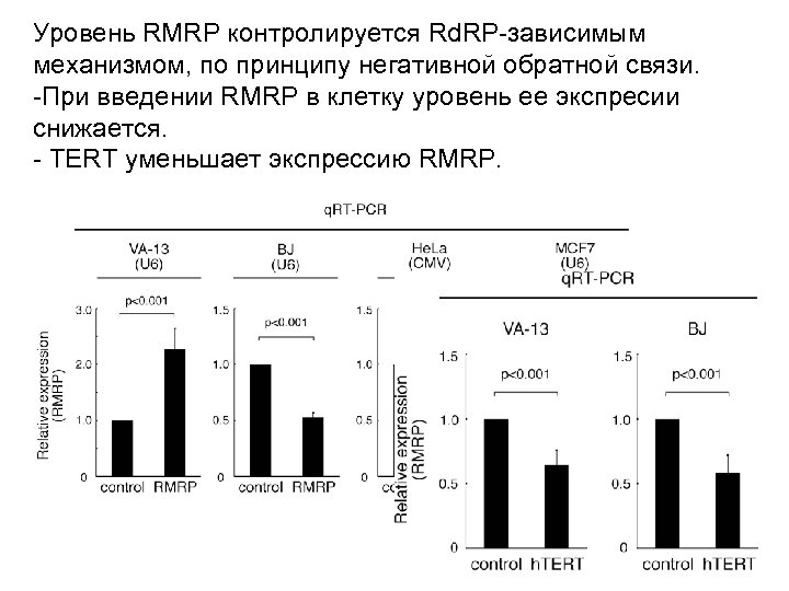 Уровень RMRP контролируется Rd. RP-зависимым механизмом, по принципу негативной обратной связи. -При введении RMRP