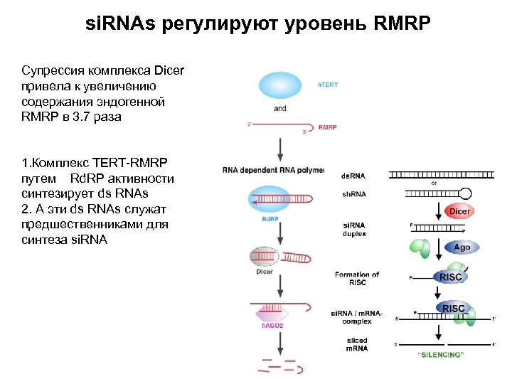 si. RNAs регулируют уровень RMRP Супрессия комплекса Dicer привела к увеличению содержания эндогенной RMRP