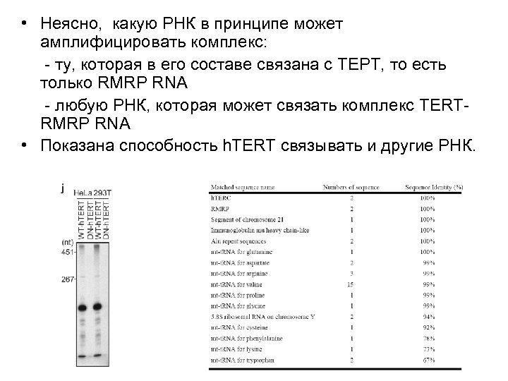 • Неясно, какую РНК в принципе может амплифицировать комплекс: - ту, которая в