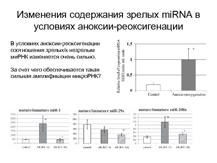 Изменения содержания зрелых mi. RNA в условиях аноксии-реоксигенации В условиях аноксии-реоксигенации соотношения зрелых/к незрелым
