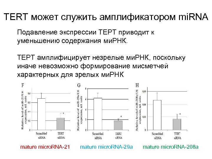 ТERT может служить амплификатором mi. RNA Подавление экспрессии ТЕРТ приводит к уменьшению содержания ми.