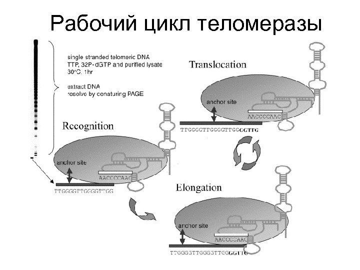 Рабочий цикл теломеразы 