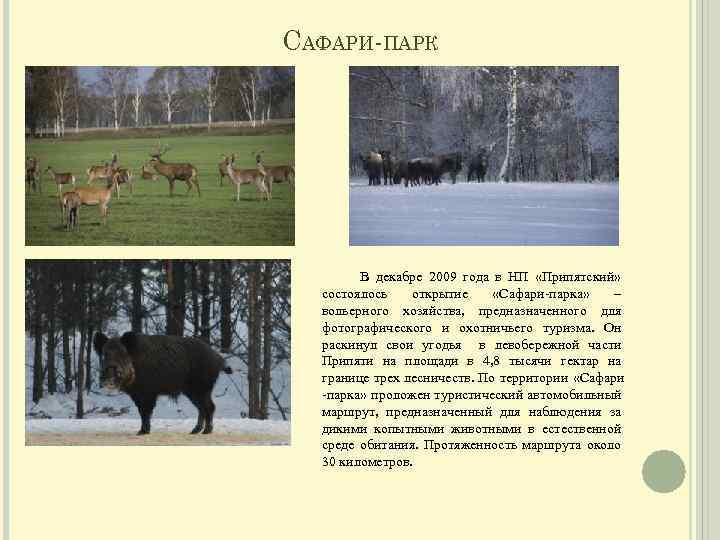 САФАРИ-ПАРК В декабре 2009 года в НП «Припятский» состоялось открытие «Сафари-парка» – вольерного хозяйства,