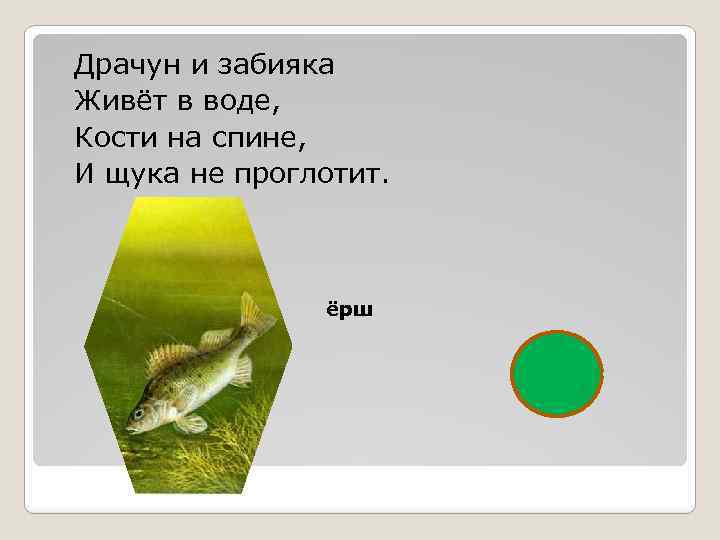 Драчун и забияка Живёт в воде, Кости на спине, И щука не проглотит. ёрш