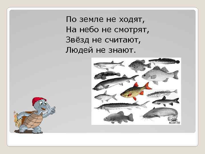 По земле не ходят, На небо не смотрят, Звёзд не считают, Людей не знают.