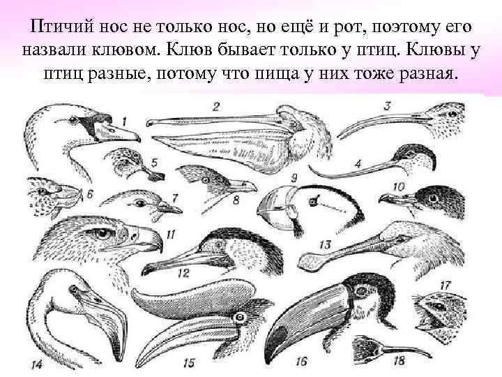 Птичий нос не только нос, но ещё и рот, поэтому его назвали клювом. Клюв