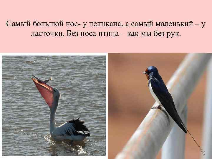 Самый большой нос- у пеликана, а самый маленький – у ласточки. Без носа птица