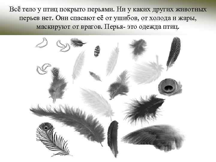 Всё тело у птиц покрыто перьями. Ни у каких других животных перьев нет. Они