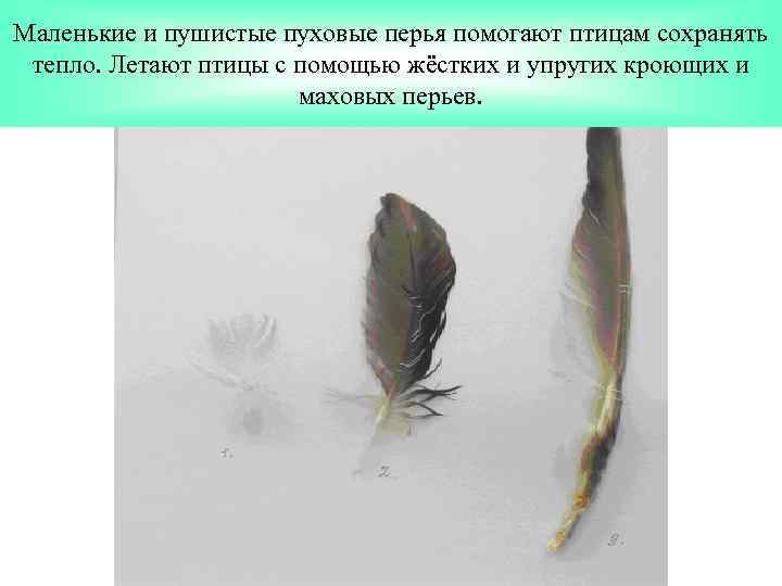 Маленькие и пушистые пуховые перья помогают птицам сохранять тепло. Летают птицы с помощью жёстких