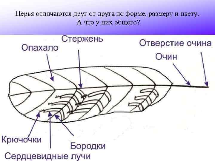 Перья отличаются друг от друга по форме, размеру и цвету. А что у них