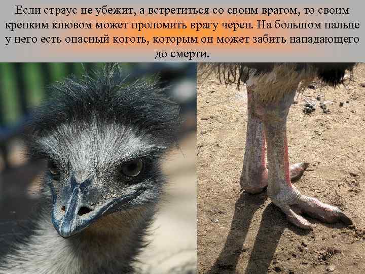 Если страус не убежит, а встретиться со своим врагом, то своим крепким клювом может