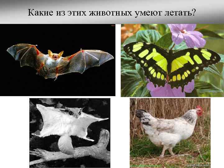 Какие из этих животных умеют летать? 
