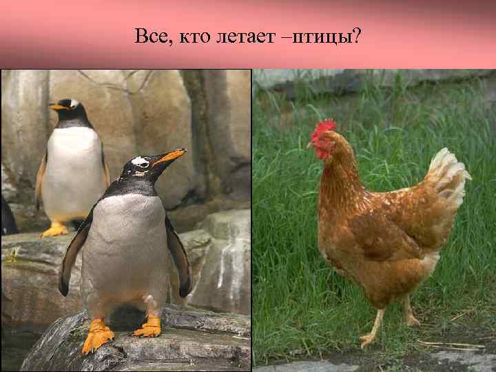 Все, кто летает –птицы? 