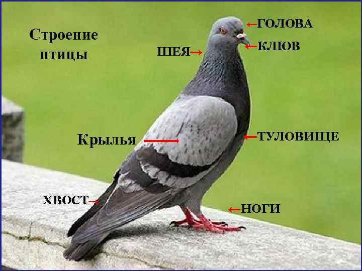 Строение птицы Крылья ХВОСТ→ ←ГОЛОВА ШЕЯ→ ←КЛЮВ ←ТУЛОВИЩЕ ←НОГИ 