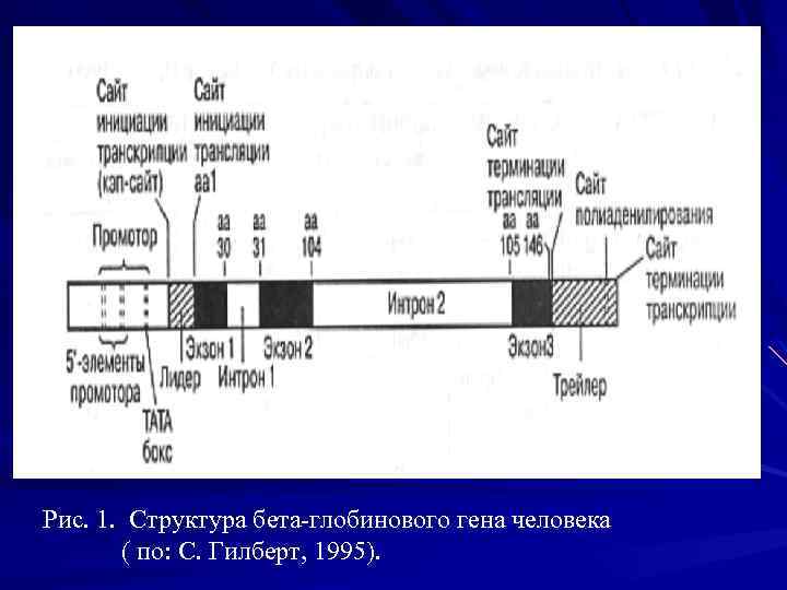 Рис. 1. Структура бета-глобинового гена человека ( по: С. Гилберт, 1995). 