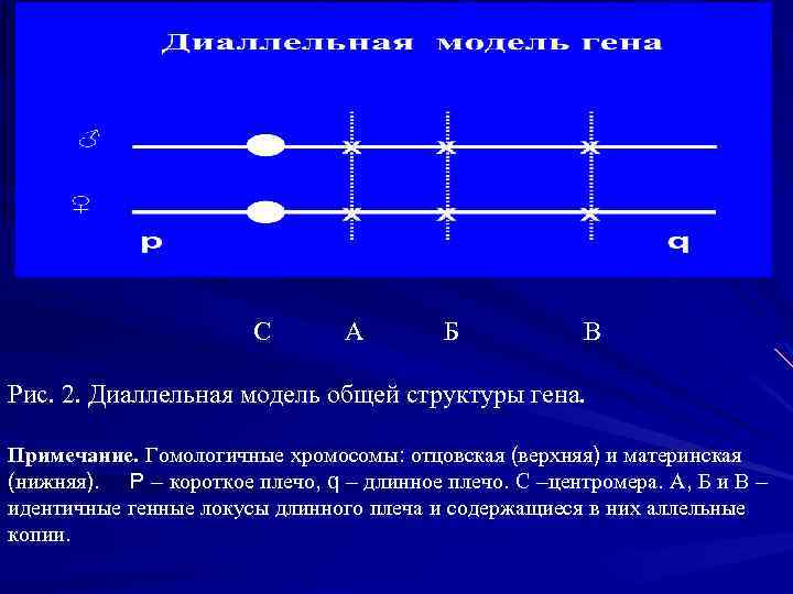 С А Б В Рис. 2. Диаллельная модель общей структуры гена. Примечание. Гомологичные хромосомы: