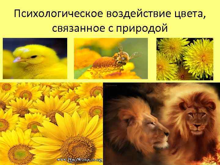 Психологическое воздействие цвета, связанное с природой 