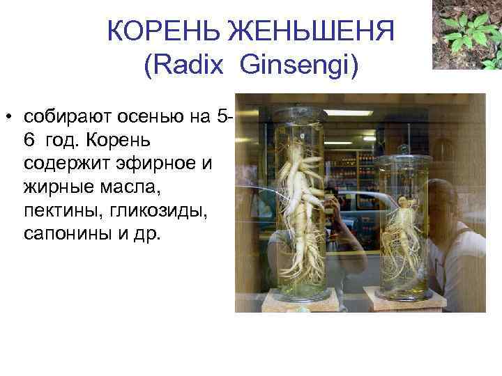 КОРЕНЬ ЖЕНЬШЕНЯ (Radix Ginsengi) • собирают осенью на 56 год. Корень содержит эфирное и