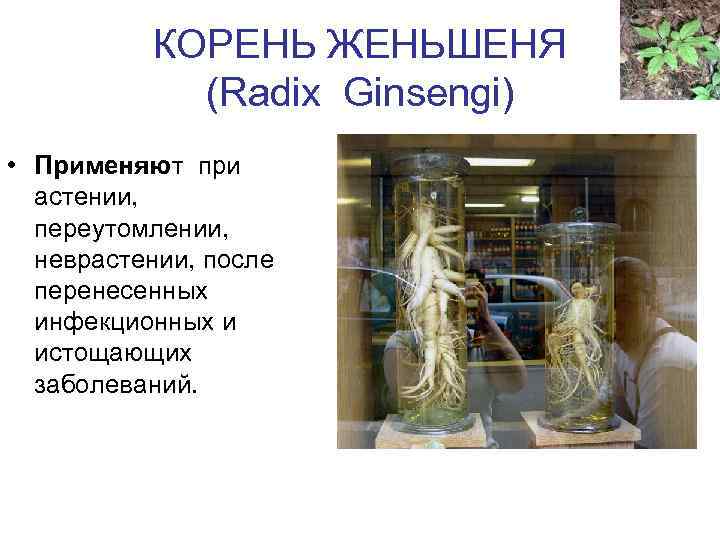 КОРЕНЬ ЖЕНЬШЕНЯ (Radix Ginsengi) • Применяют при астении, переутомлении, неврастении, после перенесенных инфекционных и