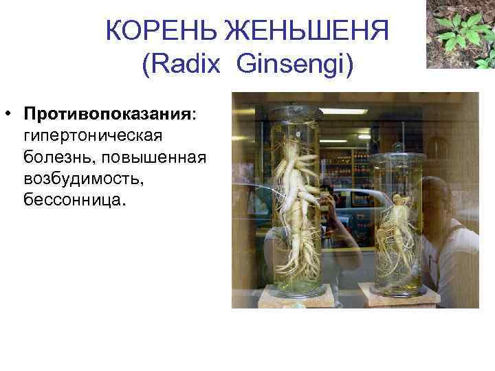 КОРЕНЬ ЖЕНЬШЕНЯ (Radix Ginsengi) • Противопоказания: гипертоническая болезнь, повышенная возбудимость, бессонница. 