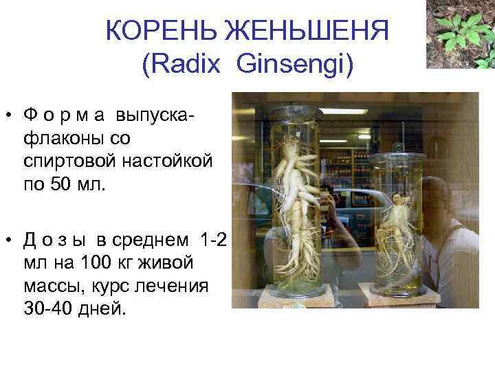 КОРЕНЬ ЖЕНЬШЕНЯ (Radix Ginsengi) • Ф о р м а выпускафлаконы со спиртовой настойкой