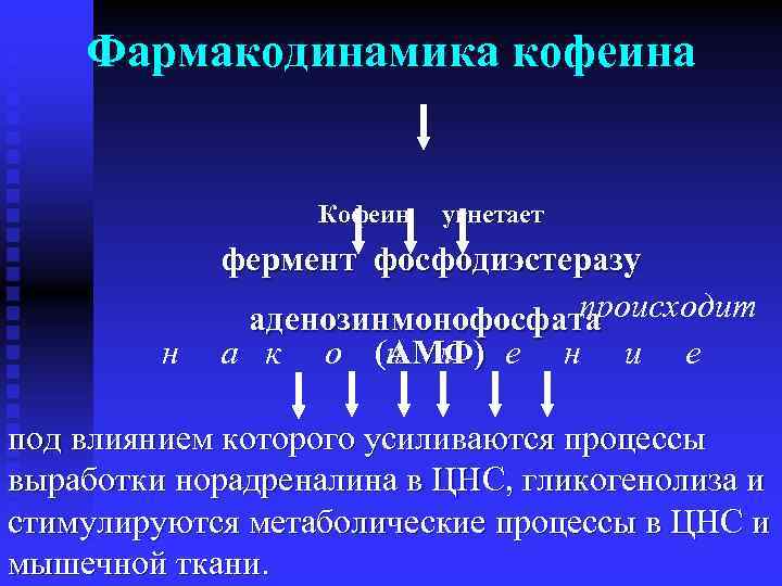 Фармакодинамика кофеина Кофеин н угнетает фермент фосфодиэстеразу происходит аденозинмонофосфата а к о (АМФ) е