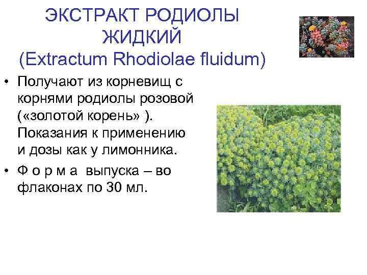 ЭКСТРАКТ РОДИОЛЫ ЖИДКИЙ (Extractum Rhodiolae fluidum) • Получают из корневищ с корнями родиолы розовой