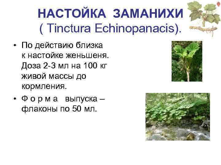 НАСТОЙКА ЗАМАНИХИ ( Tinctura Echinopanacis). • По действию близка к настойке женьшеня. Доза 2