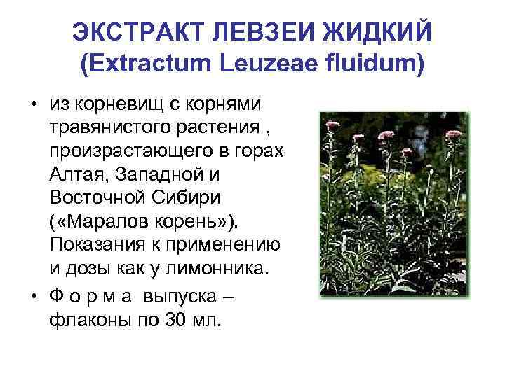 ЭКСТРАКТ ЛЕВЗЕИ ЖИДКИЙ (Extractum Leuzeae fluidum) • из корневищ с корнями травянистого растения ,