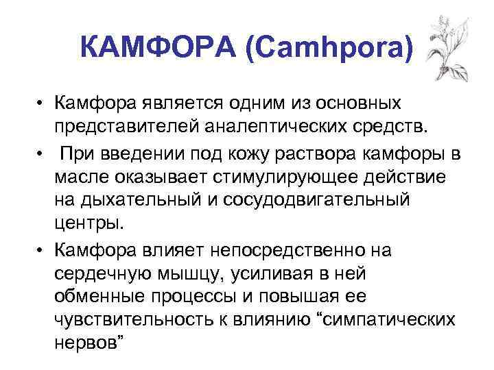 КАМФОРА (Camhpora) • Камфора является одним из основных представителей аналептических средств. • При введении