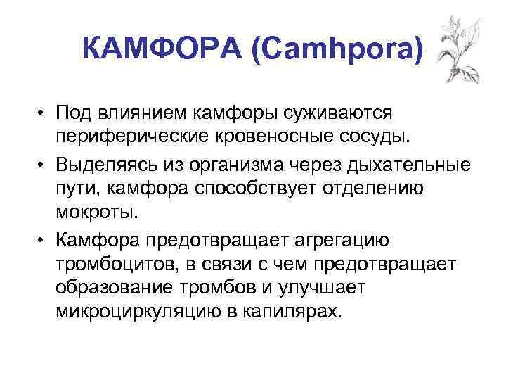 КАМФОРА (Camhpora) • Под влиянием камфоры суживаются периферические кровеносные сосуды. • Выделяясь из организма