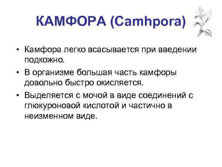 КАМФОРА (Camhpora) • Камфора легко всасывается при введении подкожно. • В организме большая часть