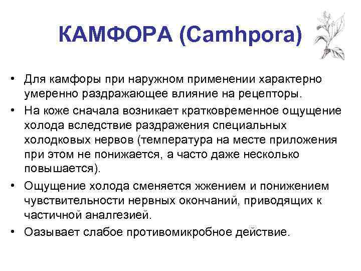 КАМФОРА (Camhpora) • Для камфоры при наружном применении характерно умеренно раздражающее влияние на рецепторы.