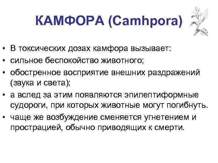 КАМФОРА (Camhpora) • В токсических дозах камфора вызывает: • сильное беспокойство животного; • обостренное