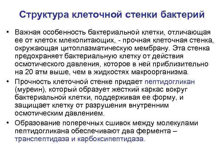 Структура клеточной стенки бактерий • Важная особенность бактериальной клетки, отличающая ее от клеток млекопитающих,