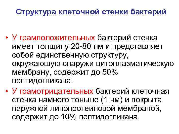 Структура клеточной стенки бактерий • У грамположительных бактерий стенка имеет толщину 20 -80 нм