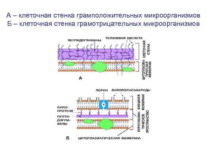 Схема строения клеточной стенки грамположительных и грамотрицательных бактерий