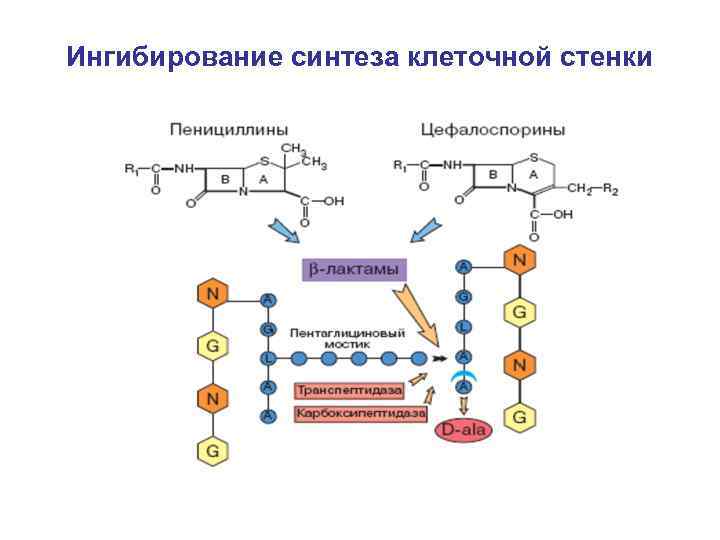 Клеточный синтез