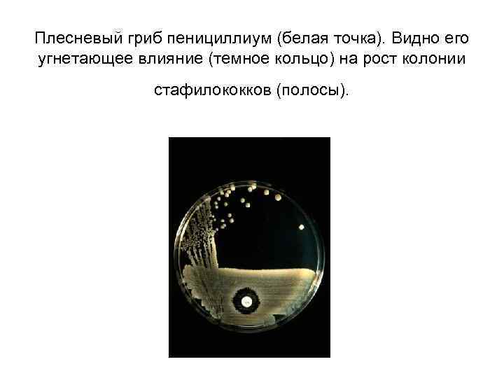 Плесневый гриб пенициллиум (белая точка). Видно его угнетающее влияние (темное кольцо) на рост колонии