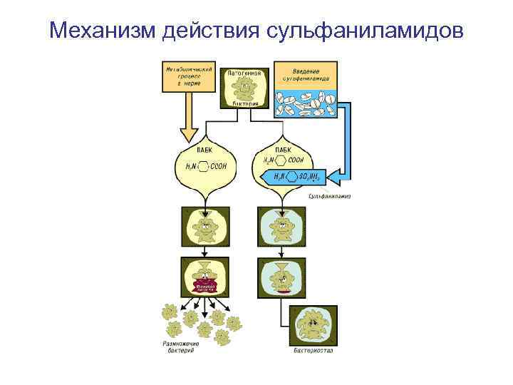 Механизм действия сульфаниламидов 