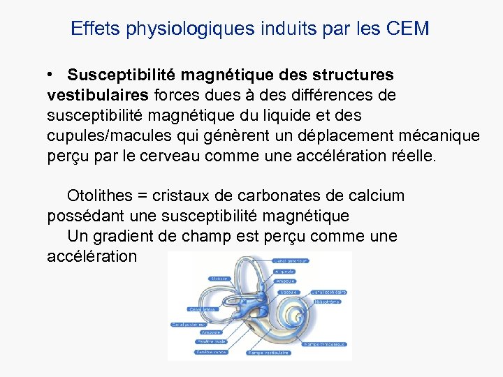 Effets physiologiques induits par les CEM • Susceptibilité magnétique des structures vestibulaires forces dues