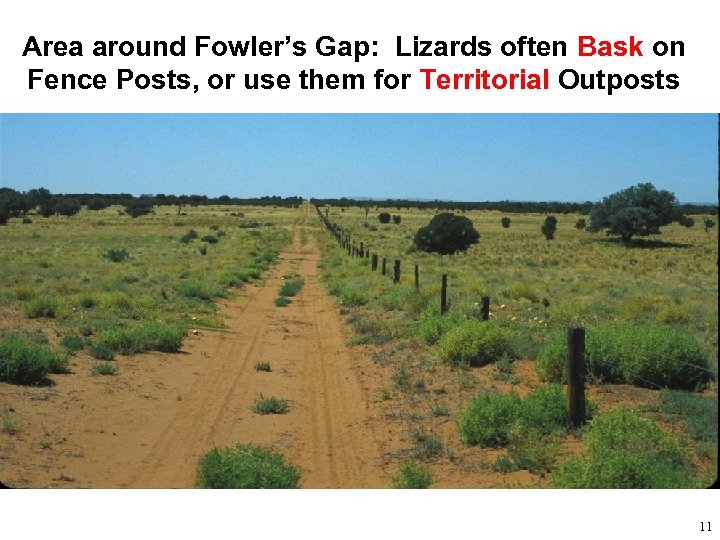 Area around Fowler’s Gap: Lizards often Bask on Fence Posts, or use them for