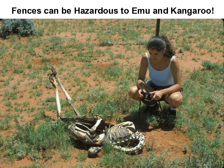 Fences can be Hazardous to Emu and Kangaroo! 12 