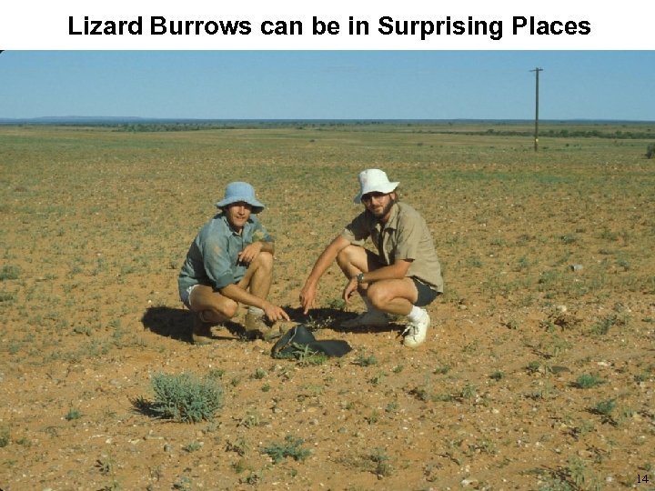 Lizard Burrows can be in Surprising Places 14 