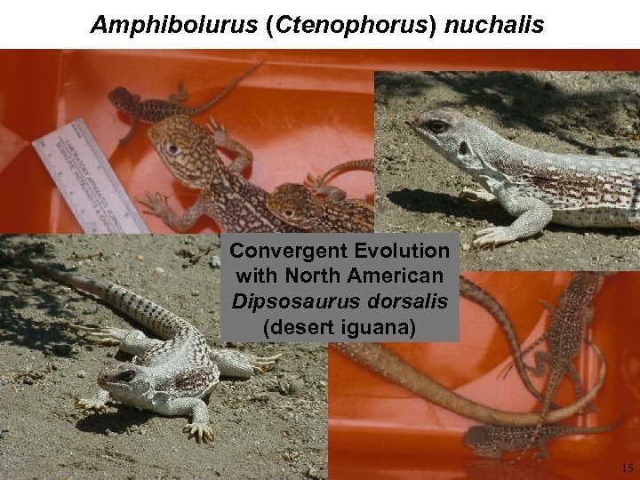 Amphibolurus (Ctenophorus) nuchalis Convergent Evolution with North American Dipsosaurus dorsalis (desert iguana) 15 