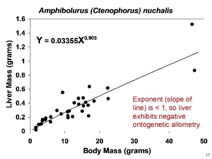 Exponent (slope of line) is < 1, so liver exhibits negative ontogenetic allometry 17