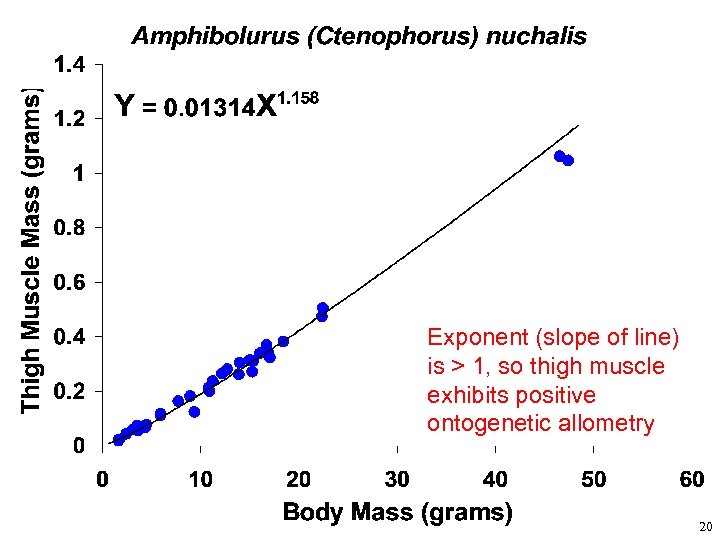 Exponent (slope of line) is > 1, so thigh muscle exhibits positive ontogenetic allometry