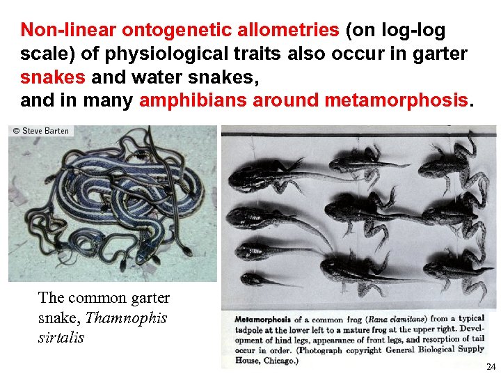 Non-linear ontogenetic allometries (on log-log scale) of physiological traits also occur in garter snakes